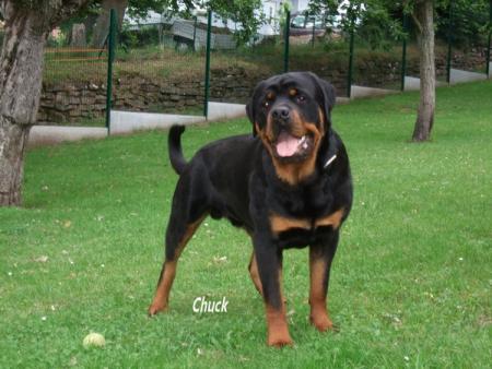 Chuck du mont des rotts