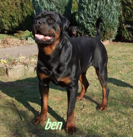 Ben du Mont Des Rotts