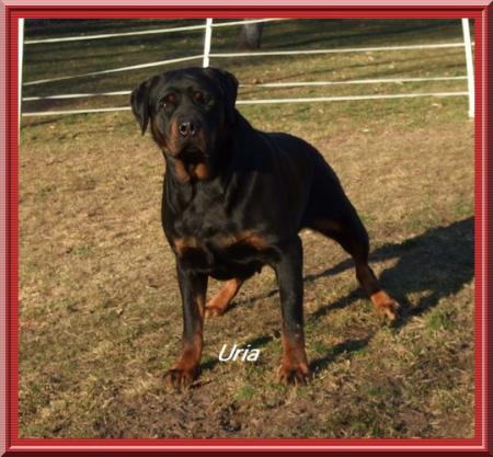 Uria des rotts de la Baronnie