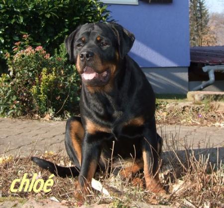 Chloe du mont des rotts
