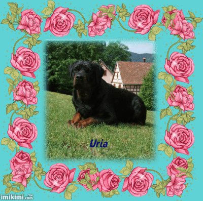 montage Uria