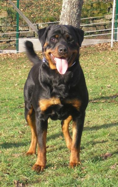Anais des rotts de la Baronnie